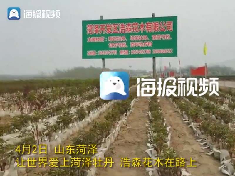 市牡丹產(chǎn)業(yè)中心、市宣傳部的領(lǐng)導(dǎo)及各大媒體來公司基地考察指導(dǎo)工作