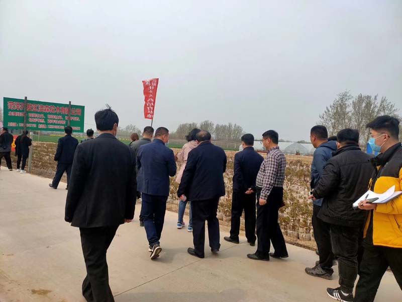 市牡丹產(chǎn)業(yè)中心、市宣傳部的領導及各大媒體來公司基地考察指導工作