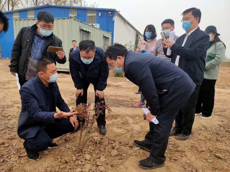 市牡丹產(chǎn)業(yè)中心、市宣傳部的領導及各大媒體來公司基地考察指導工作