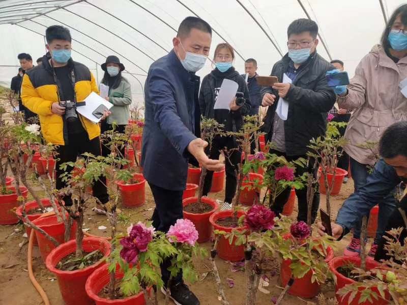 市牡丹產(chǎn)業(yè)中心、市宣傳部的領導及各大媒體來公司基地考察指導工作