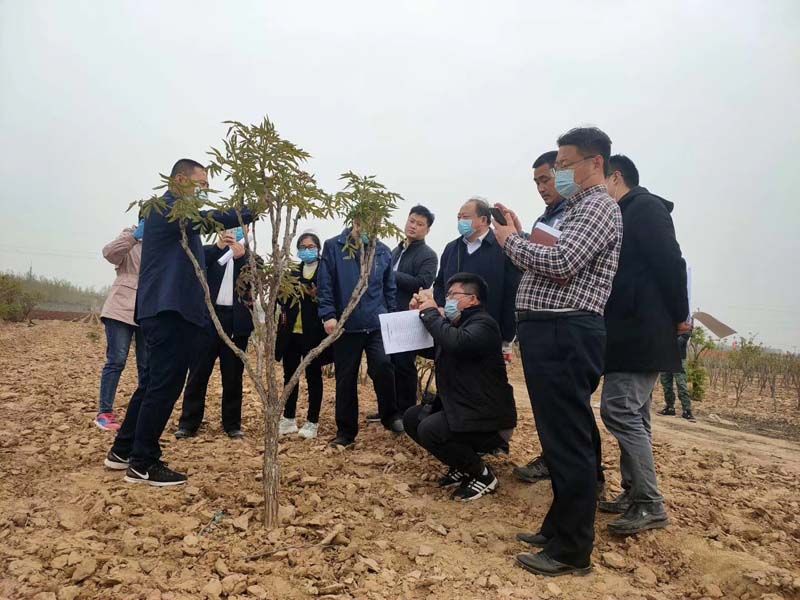 市牡丹產(chǎn)業(yè)中心、市宣傳部的領導及各大媒體來公司基地考察指導工作