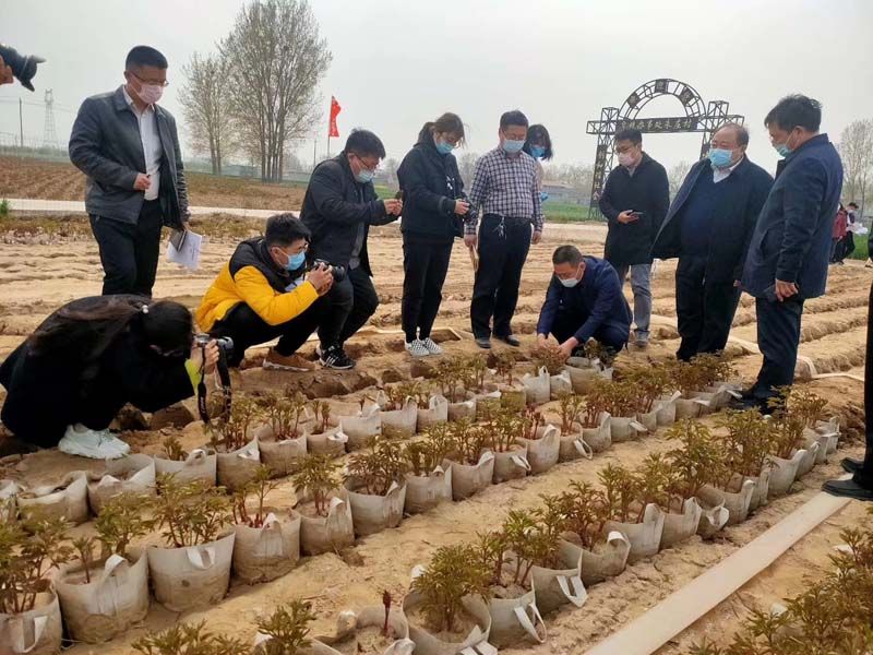 市牡丹產(chǎn)業(yè)中心、市宣傳部的領導及各大媒體來公司基地考察指導工作